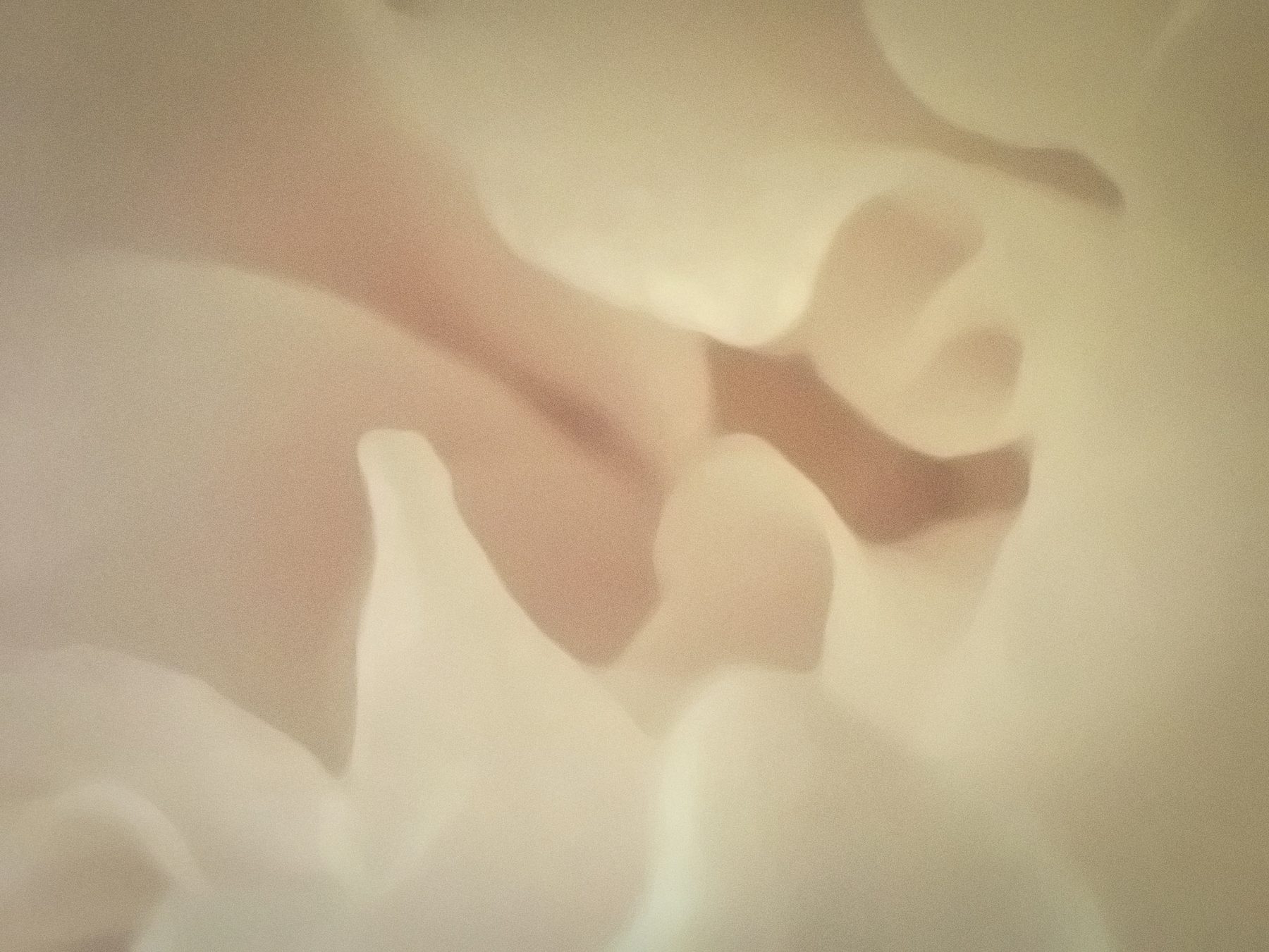 Petals