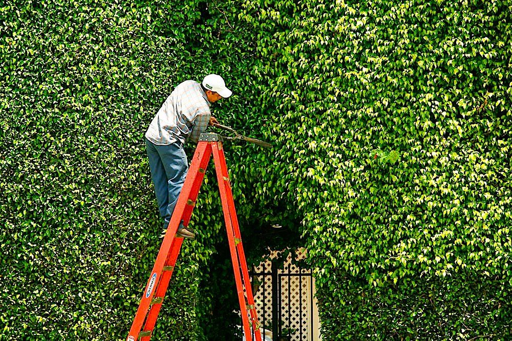 Hedges